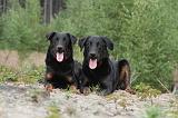 BEAUCERON 403